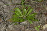 Pineland rayless goldenrod